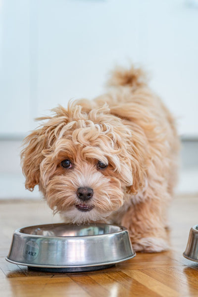 Pet Bowl And Feeders