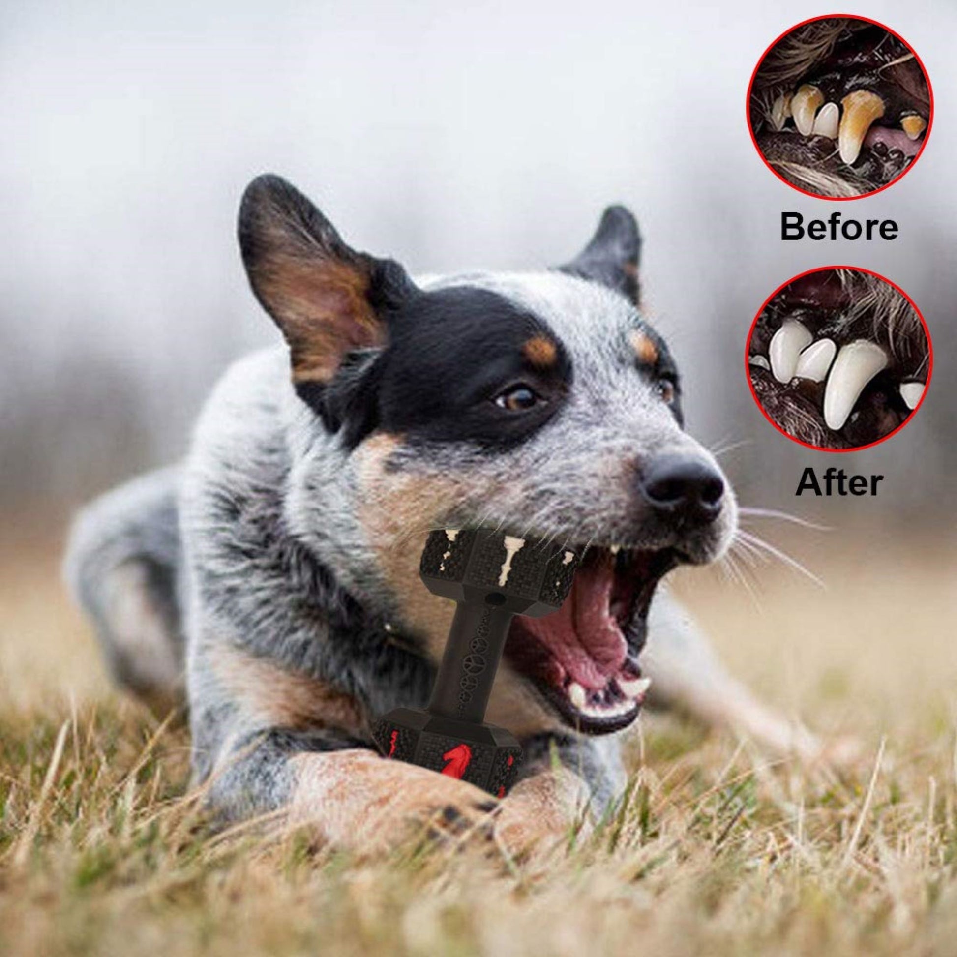 Bomb Design Dog Chew Toy – Royal Pets USA